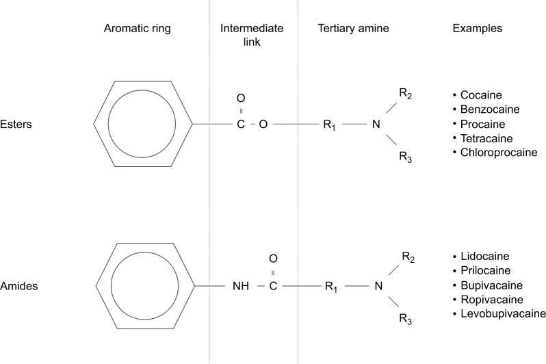 Hình 1: Cấu trúc hóa học của các thuốc gây tê ester và amide và các ví dụ