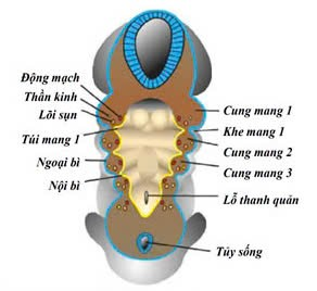 Thiết đồ cắt ngang qua vùng mang (Nguồn: Sưu tầm)